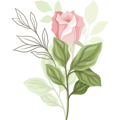 Delicate Pink Rose With Green Leaves And Outline Twig On Transparent Background Soft Feminine Floral Design Element