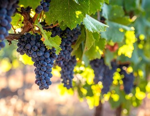 Close-up of ripe, dark grapes hanging on a sunlit vine