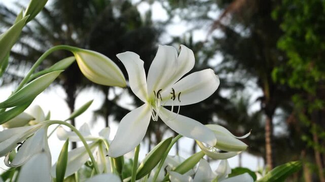 Sway of Crinum Lily Blossoms