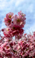 Pink cherry blossoms adorn the landscape against a clear blue sky, epitomizing the beauty of...