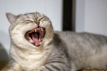 Angry gray cat breed Scotsman yawns. High quality photo