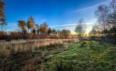 A tranquil scene highlights natures splendor, with golden light softly reflecting on the grass and trees