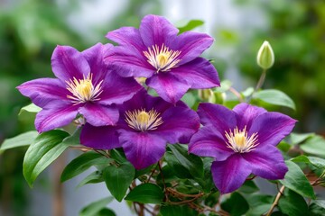 Fototapeta premium Clematis flowers blooming purple in garden during spring