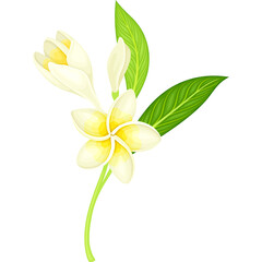Delicate White Plumeria Flower with Green Leaves Isolated on Transparent Background Elegant Tropical Floral Illustration