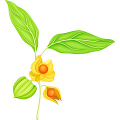 Delicate Yellow Flower with Green Leaves and Buds Detailed Vector Illustration on Transparent Background