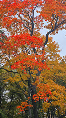 View of the city park in autumn