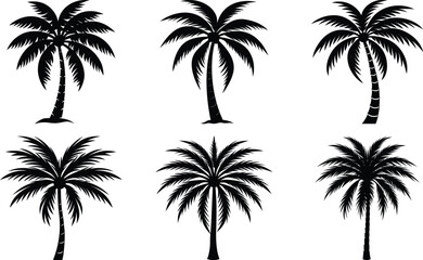 Coconut with coconuts palm tree are Perennial plant and fruit, coconut bunch on uprisen angle, fragrant coconut, Young Nam-Hom coconut for drinking
