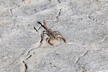 Small brown scorpion on a dry cracked playa of Alvord Desert, Oregon