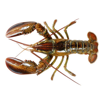 Fresh Whole lobster Seafood Top View isolated on transparent background
