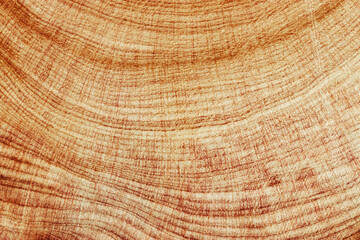 Naklejka premium Macro photo of wood timber of juniper tree rings, natural geometric pattern, abstract nature background. Natural wooden organic textures, monochrome brown beige gradient color, earthy tones, above