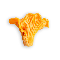 Сloseup mushroom Chanterelle or Cantharellus, yellow orange colored edible healthy fungus isolated on white background, cutout object with shadow as design element. Natural organic vegetable food.