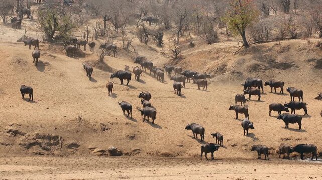 A large herd of African buffaloes (Syncerus caffer) walking in natural habitat, Kruger National Park, South Africa