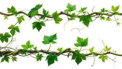 Twisting vines with green leaves on black background