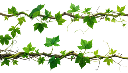 Twisting vines with green leaves on black background