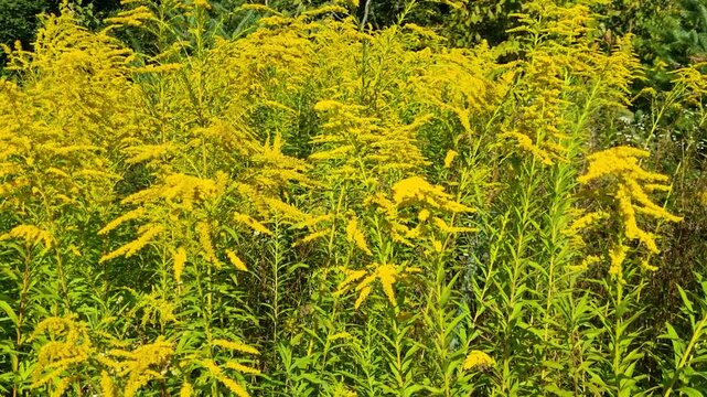 Close-up of yellow goldenrod (Solidago canadensis) swaying softly in the wind, capturing the beauty and spread of this invasive species in Switzerland, Europe