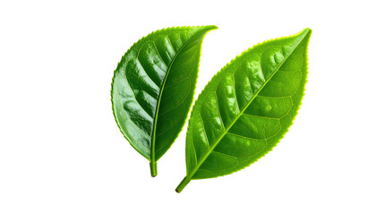 Two shiny green leaves overlap against a stark black background