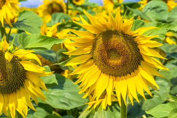 Fleurs de tournesols 