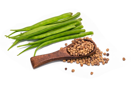 Close up of Dried Organic Cluster beans or Guar phali (Cyamopsis tetragonoloba) seeds isolated on white background.