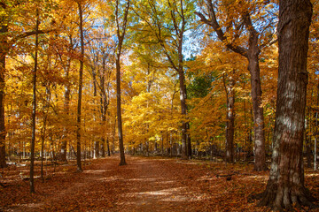 Fallen leaves. Autumn nature forest tree branches. Orange and yellow fall leaves. Fall season colors. Nature in autumn. Fall weather outdoor. Leaves in autumn nature forest