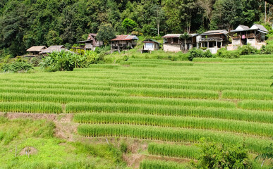  Views of Pa Bong Piang rice terraces, Chiang Mai, Thailand