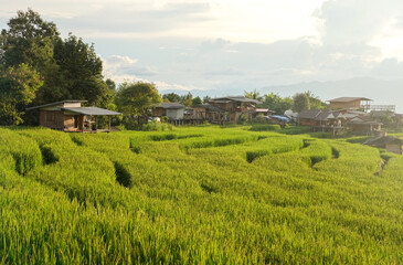  Views of Pa Bong Piang rice terraces, Chiang Mai, Thailand