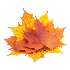 Obraz premium Pile of Bright Red and Yellow Maple Leaves Isolated on Transparent PNG Background.