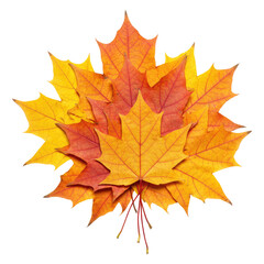 Obraz premium Close-Up of Assorted Fall Maple Leaves Isolated on Transparent PNG Background.