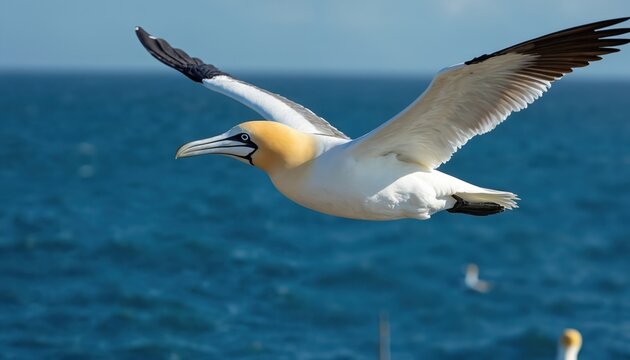 Great northern gannet flies above the blue sea. Seabird soars in sky with spread wings. Wild bird fly freely in wildlife habitat over ocean water surface.