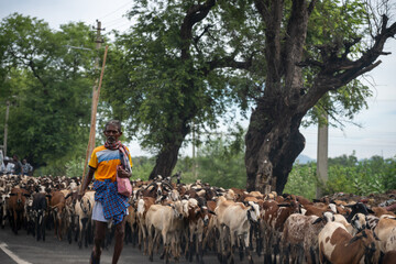 Madurai, Tamil Nadu, India – September 15, 2025: A shepherd walking along a rural road with a...