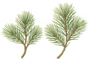 Pine tree branches with green needles presenting a natural evergreen forest theme, transparent background