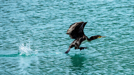 ein Kormoran fliegt übers Wasser