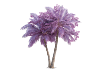 Two-trunked pink palm tree against a black background