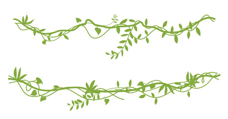 Green tropical liana with leaves, silhouette liana plant with moss © katakari