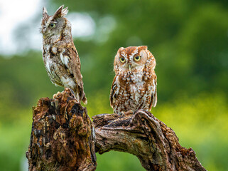 Eastern Screech Owl