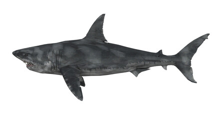 Obraz premium Black tip shark swimming in clear ocean waters