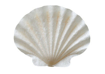 White seashell with radial ridges on dark background