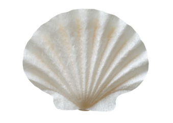 White seashell with radial ridges on dark background