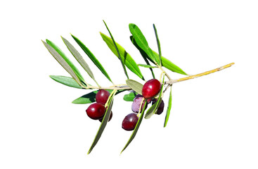 olives for oil on branch of olive tree