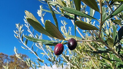 olives for oil on branch of olive tree