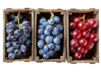 Grapes dark, blue, red bunches in wooden boxes, top view