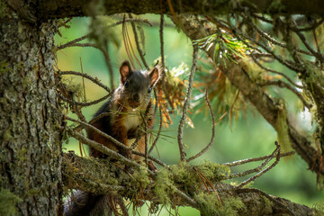Eichhörnchen im Wald sitzt auf einem Ast