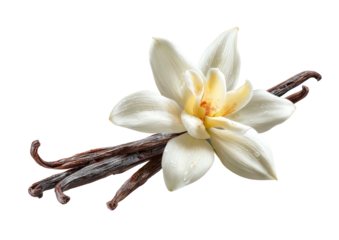 Vanilla bloom and pods, white flower against black background