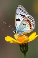 Parnassius apollo butterfly with white black, orange spots sits on yellow flower. Rare insect found high in mountains. Macro view fine details of patterned wings, delicate antennae.