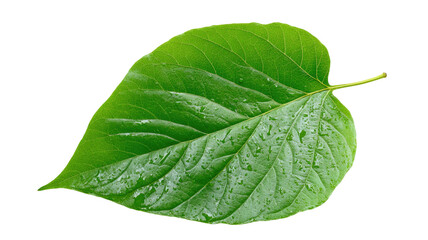 Obraz premium green leaf natural foliage fresh botanical element symbol of growth ecology and freshness isolated on white background