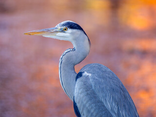 アオサギのアップ