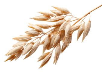 Golden oat spray on black. Warm, autumnal, natural