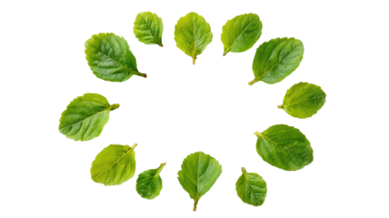 fresh green leaves of holy basil isolated on white background medicinal herb tulsi plant aromatic ayurvedic natural leaf
