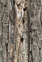 Vista de cerca de corteza de árbol seco con agujeros de insectos 