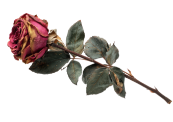 Faded rose with stem and leaves on black background