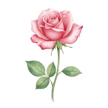 Pink rose with stem and leaves